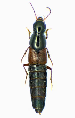Quedius picipes